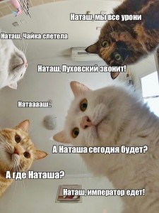 Create meme: Natasha and cats memes, memes with cats, memes with cats and Natasha