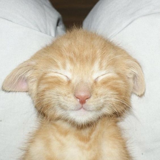 Create meme: cute cat, cute cats , the kitten is cheerful