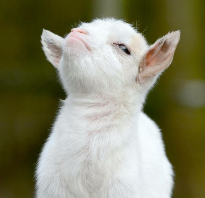 Create meme: the proud goat , the proud goat, the offended goat