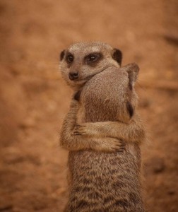 Create meme: meerkat, meerkats