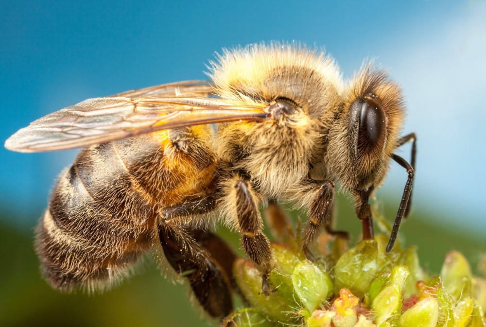 Создать мем: среднерусская медоносная пчела, пчела шмель, пчела от осы