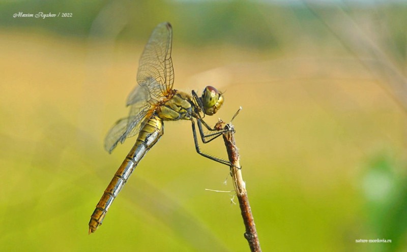 Create meme: dragonfly , common dragonfly, dragonfly macro