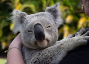 Создать мем: австралийские животные, коала найджел, коала я пришёл