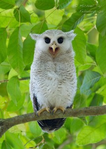 Create meme: bird owl, barn owl owl