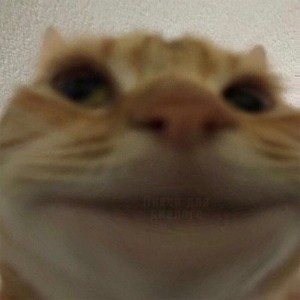 Create meme: funny animal faces, memes, cat