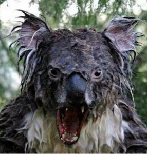 Create meme: wet Koala original, wet Koala