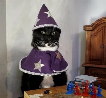 Create meme: cat wizard , cat , cat cosplay