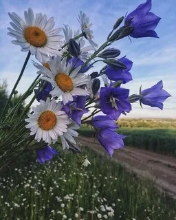 Create meme: good morning wildflowers, from Tuesday wildflowers, wild flowers postcards