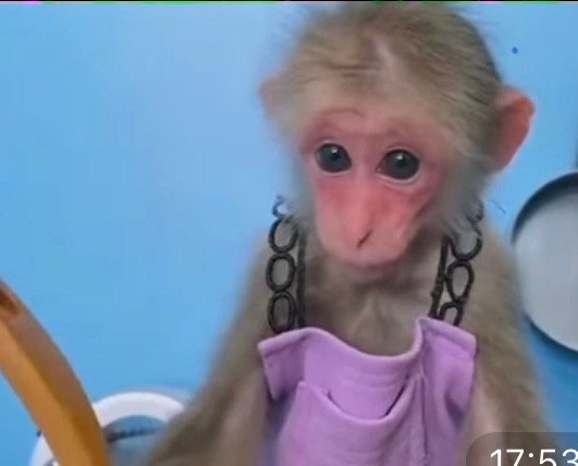 Create meme: painted monkey, two monkeys, bibi the monkey