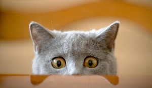 Create meme: surprised cat, cat, the surprised cat