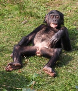 Создать мем: бонобо яйца, шимпанзе бонобо, бонобо