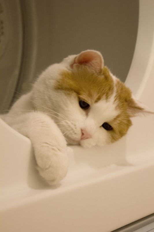 Create meme: cat , cute sad cat, sad kitty