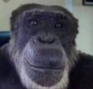 Создать мем: шимпанзе, горилла, взгляд шимпанзе мем