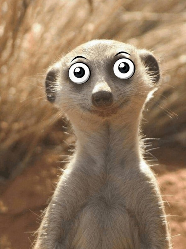 Create meme: meerkats , meerkat , funny meerkats