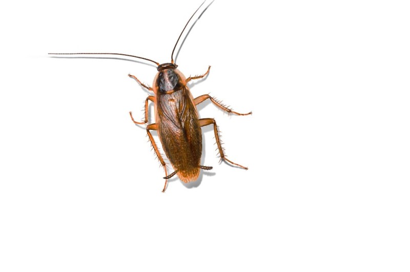 Create meme: cockroach beetle, the cockroach home, cockroach cockroach