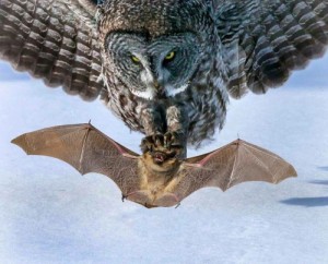 Создать мем: кажан, зима сова, snow owl