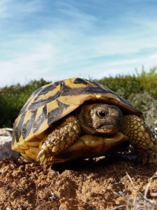 Create meme: turtle, Central Asian tortoise