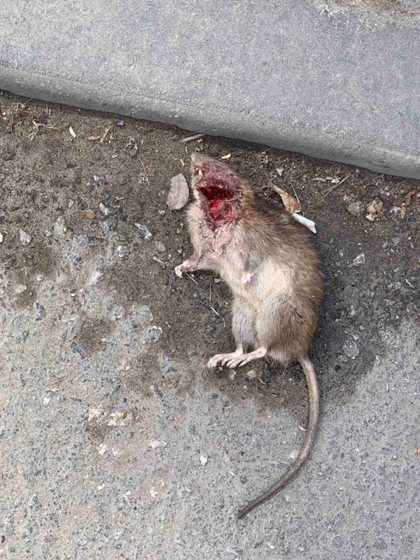 Create meme: a dead rat, a large grey rat Pasyuk, dead mouse