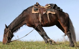 Создать мем: лошадь в поле, монгольская порода лошадей, конь в поле