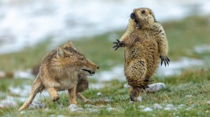 Create meme: animal Groundhog, gopher animal, wildlife
