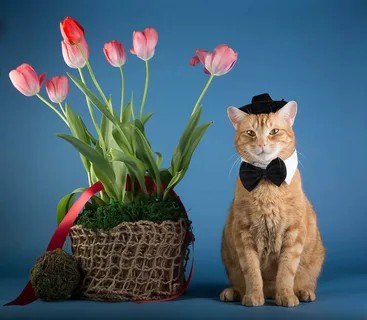 Создать мем: кот с букетом цветов, коты и тюльпаны, кот с тюльпанами