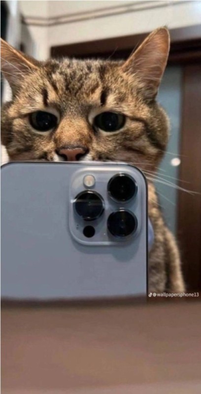 Создать мем: кошка, котик за телефоном, смешные кошки