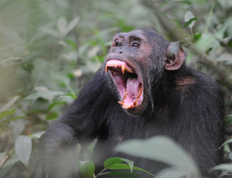 Создать мем: шимпанзе зевает, оскал обезьяны, самка шимпанзе