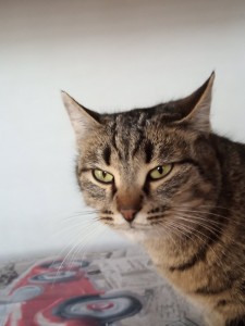 Создать мем: европейская короткошерстная кошка табби, полосатый кот, европейская кошка
