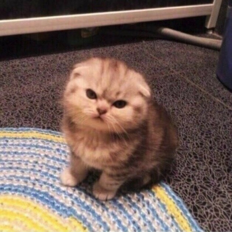 Create meme: the cat is angry, the cat is angry, Scottish fold cat