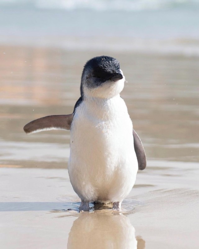 Create meme: small penguins, little penguin, dwarf penguin