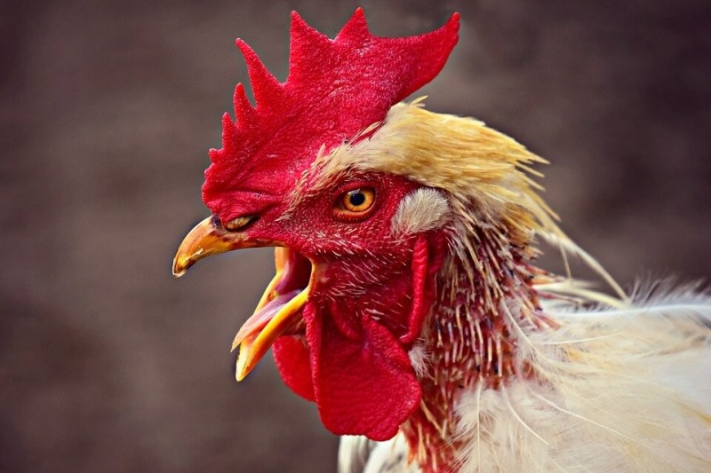 Create meme: rooster , the beak of a rooster, cock face