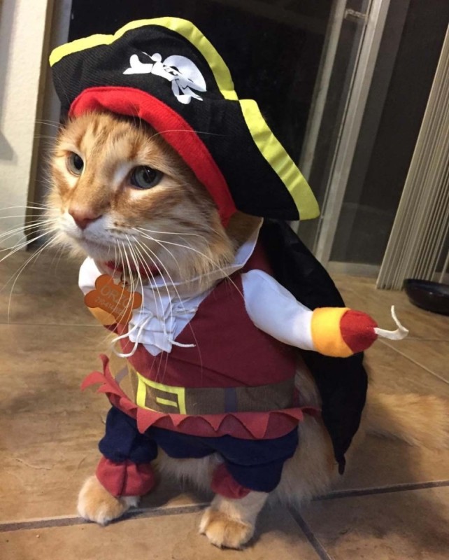 Создать мем: кот пират арт, котик в костюме пирата, кот в костюме