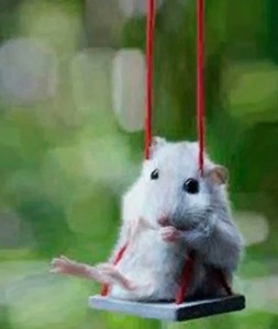 Create meme: the cute animals, hamsters, hamster Syrian