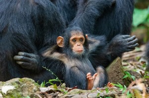 Create meme: female chimpanzee, the common chimpanzee, male chimpanzees