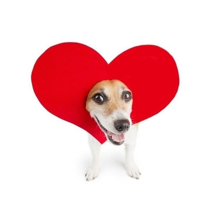 Create meme: sticker dog with a heart, small dogs, dogs are cute