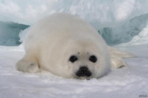 Create meme: the little seal , Baikal seal Belek