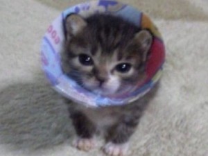 Create meme: cute kittens, cute cats