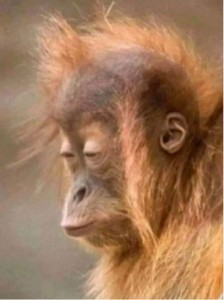 Создать мем: обезьяна, самка орангутанга, орангутанг в профиль