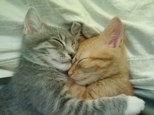 Create meme: embracing seals, cute cats cuddling
