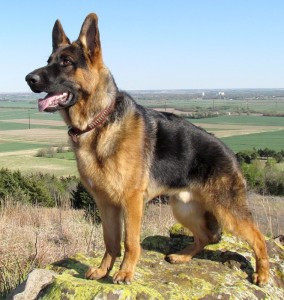 Create meme: German shepherd, German shepherd and East-European, dog German shepherd PNG