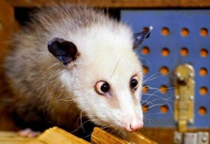 Create meme: possum, cross-eyed opossum Heidi, opossum cross-eyed opossum cross-eyed
