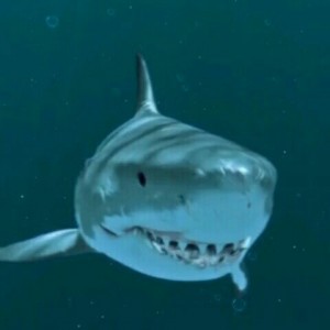 Создать мем: акула кархародон, большая белая акула, большая белая акула улыбается
