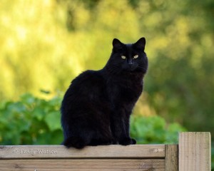 Create meme: cat, black cat, the cat is black