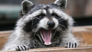 Create meme: raccoon yawns, evil raccoon, enotik