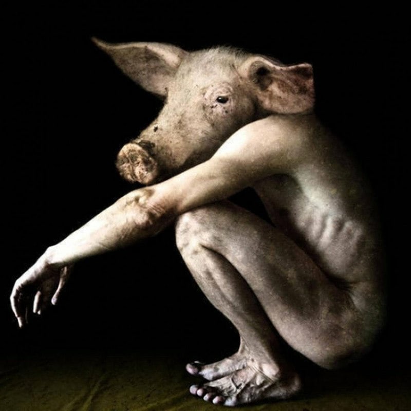 Создать мем: страшная свинья, гибрид человека с животным, худая свинья прикол