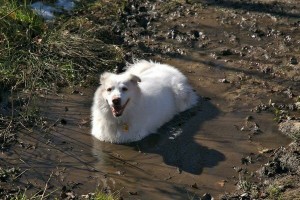 Create meme: Spitz white dirty, the Japanese Spitz