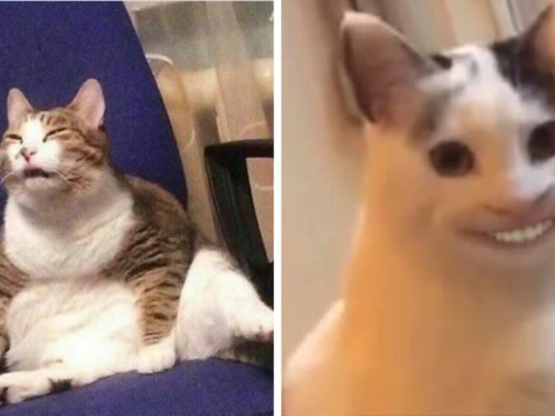 Create meme: meme cat , cat smiles meme with teeth, the cat smiles with teeth