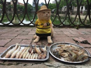 Создать мем: кот чо во вьетнаме, кот на рынке вьетнама, вьетнамский кот