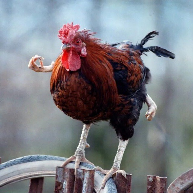 Create meme: red rooster, the rooster crows , roosters