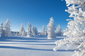 Create meme: winter forest, winter snow, winter pictures